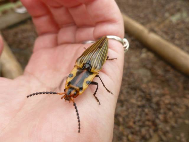 Semiotus bispinus probably. But there are several other similar looking species.