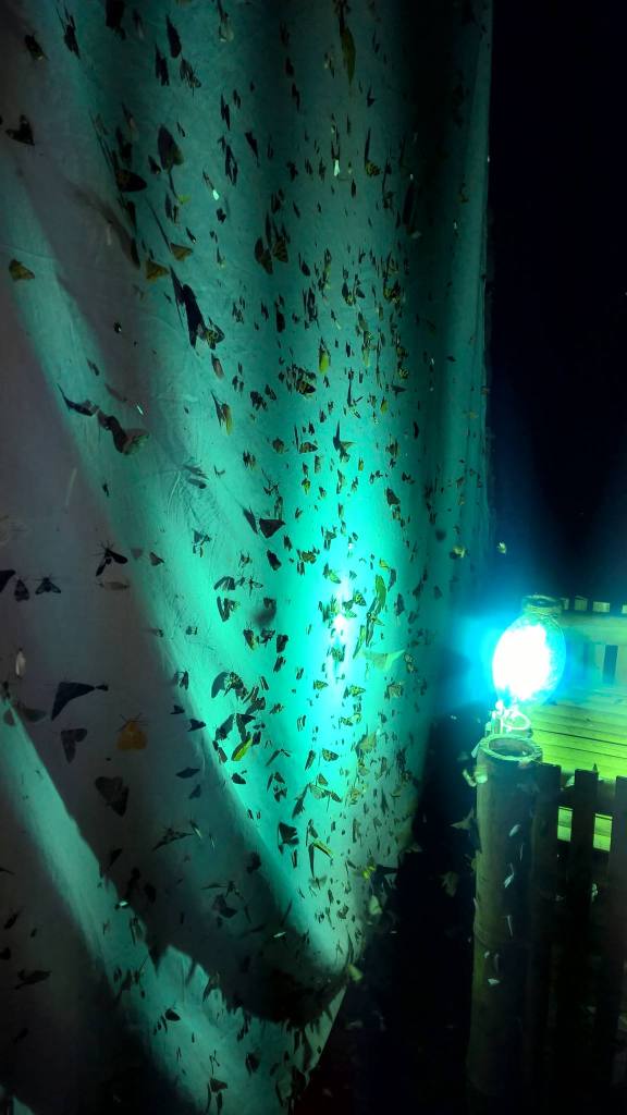 Our moth sheet in Ecuador. So yeah there's probably a dozen or so new species on it. Anyone want to look at really tiny brown moths?