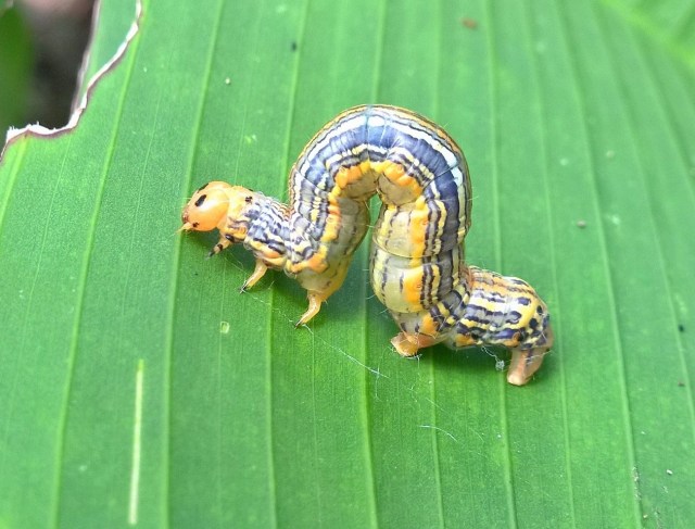 I promise I won't do *much* damage. *Evil grin*