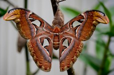 atlas-moth