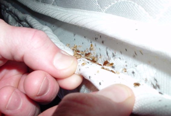 Look for this in your hotel! Or if you suspect a bed bug infestation. You're looking for the bed bugs themselves or the brown spots of their poop. Lift up the sheets! Look in the crevices of the mattress. PC: Ladybug Pest Control