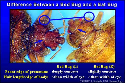 Bed Bugs and Bat Bugs look basically the same! Even to Joe and me, so we'll tell you that we think you should contact a professional if something is looking fishy. From: University of Nebraska - Lincoln.