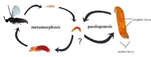 paedogenic-lifecycle