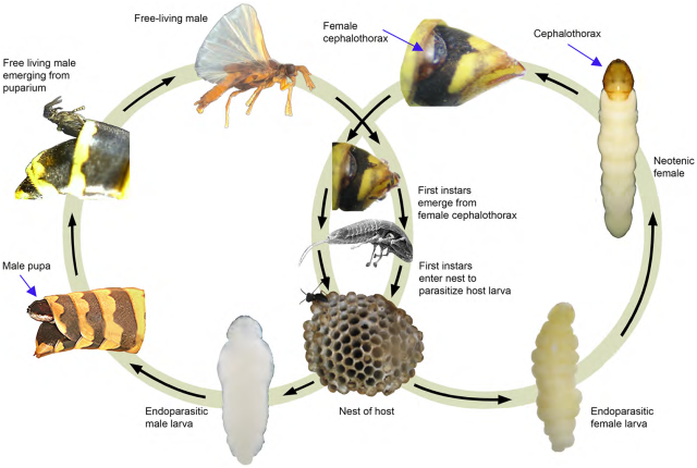 strepsiptera-lifecycle