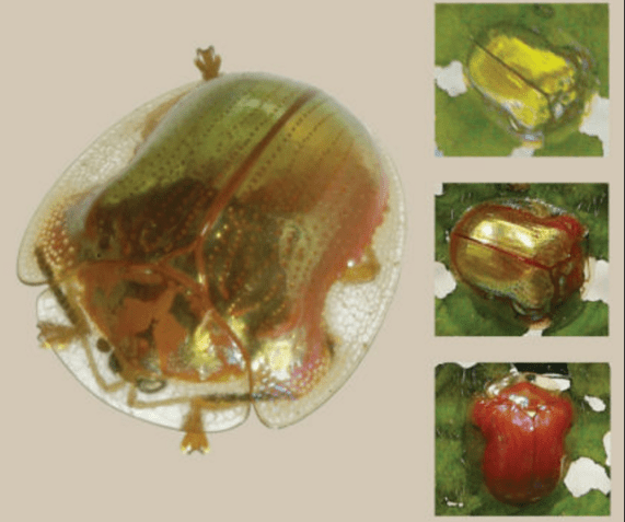 A golden tortoise beetle changing colors. PC: rcfranklin02003