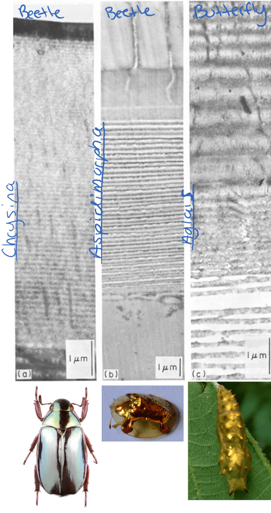Insects from unrelated groups have independently formed the same structure to produce silvers and golds. 