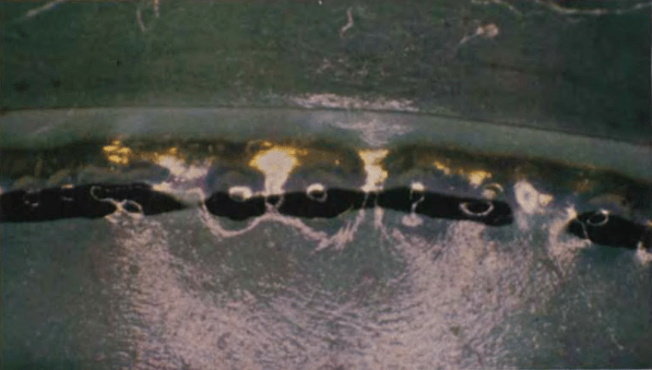 The raised peaks above the carotenoid in the monach butterfly chrysalis. (Rothschild et al. 1978)