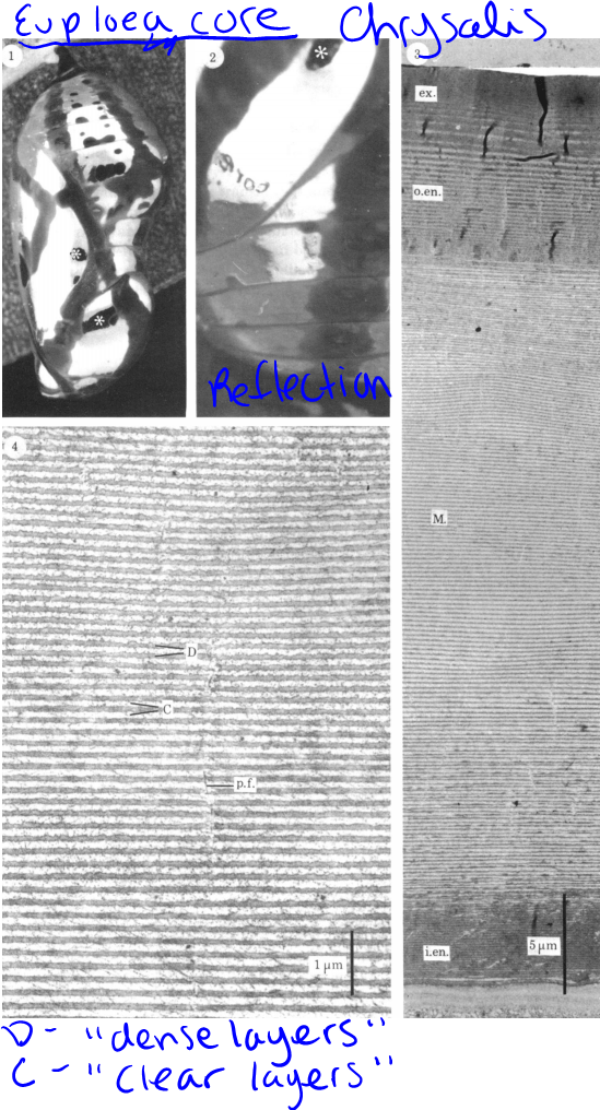 Pupa of Euploea core showing the extreme shinyness of the chrysalis and the METAL structure that makes it. (Steinbrecht et al. 1985)