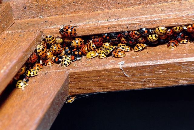 Ladybird aggregation