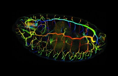 Drosophila trachea staining