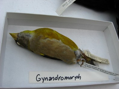 Bilateral gynandromorph