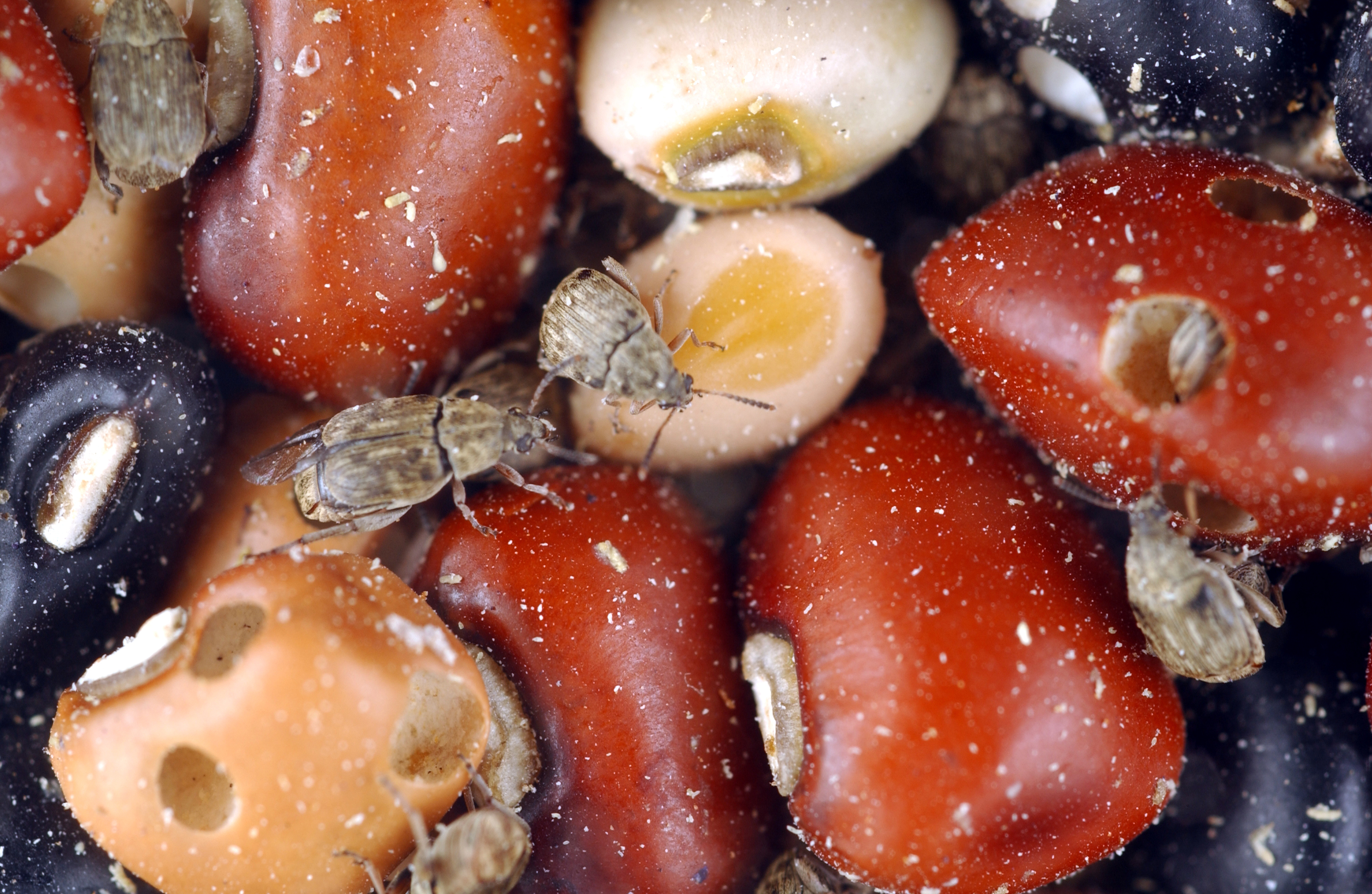 How do stored product pests get water? | Ask an Entomologist