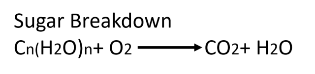 Sugar breakdown