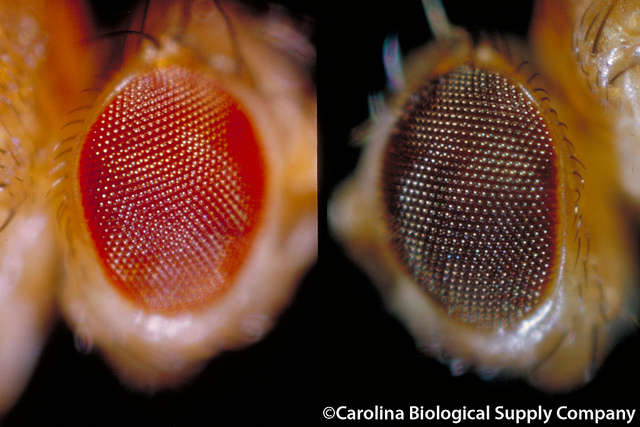 White eyes, black body. Why do insect eyes turn white after they die ...