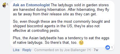Ladybug comment 2