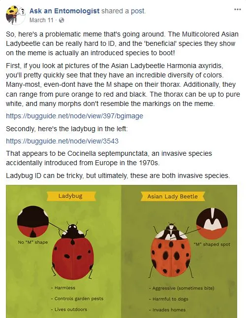 Ladybug meme