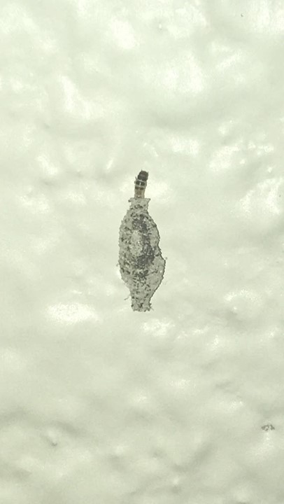 Household casebearer