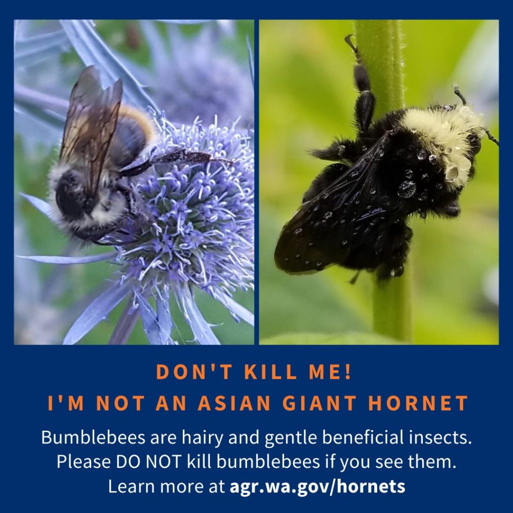 A picture of two honey bees queens with a caption that says "DON'T KILL ME! I'M NOT AN ASIAN GIANT HORNET! Bumblebees are hairy and gentle beneficial insects. Please DO NOT kill bumblebees if you see them. Learn more at agr.wa.gov/hornets