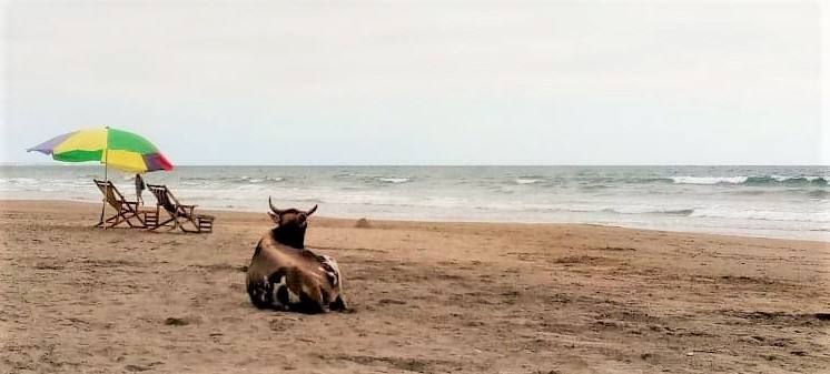 A cow sitting on the beach looking wistfully at the ocean next to a colored umbrella. 