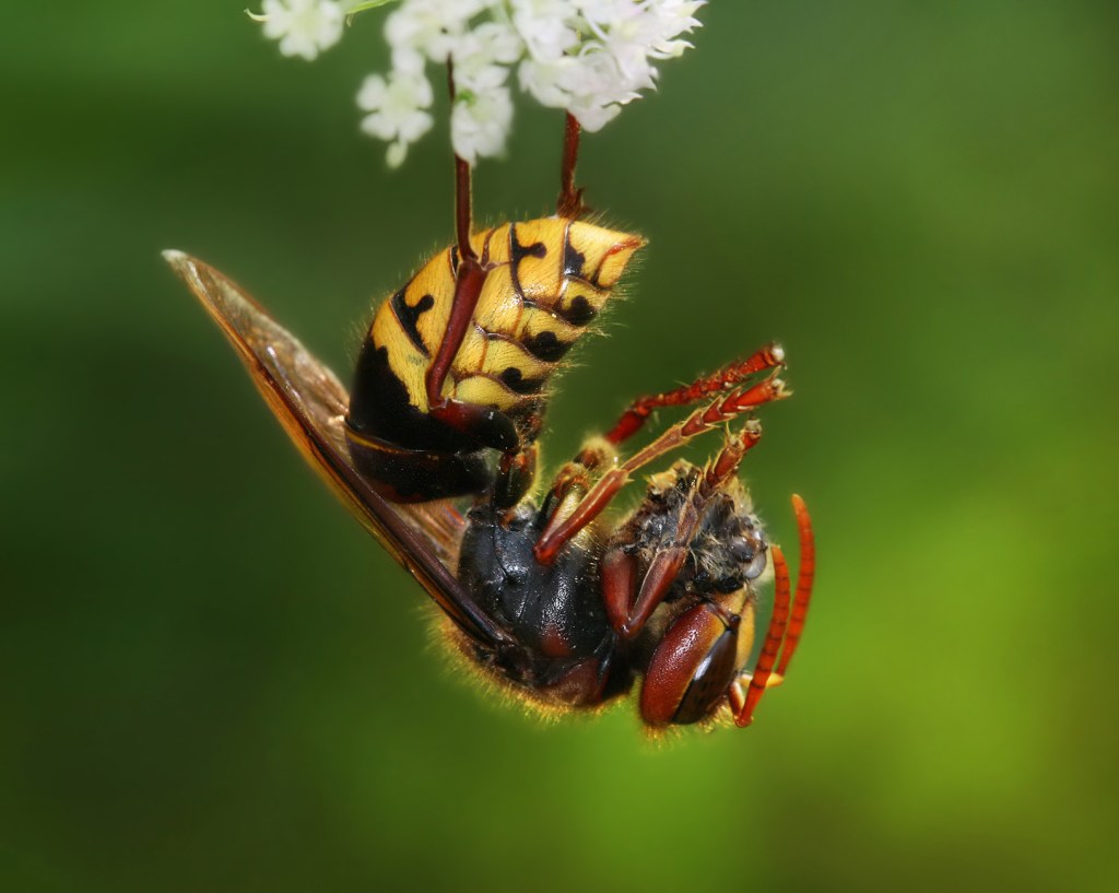 A large yellow and black hornet hanging upside down from a a white flower and eating a honey bee. 