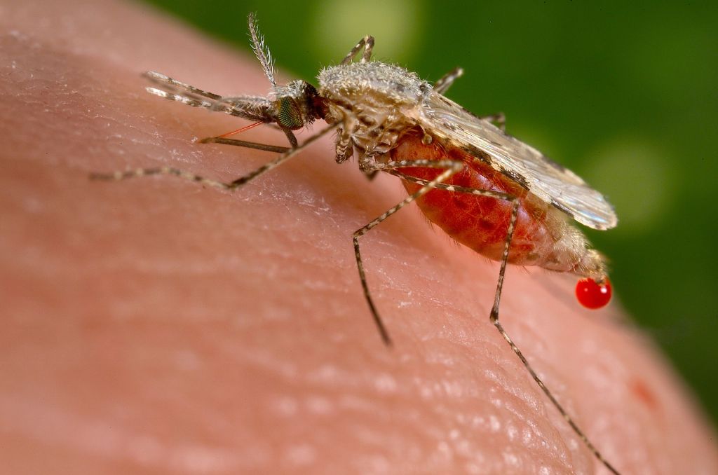 A mosquito on human skin so engorged with blood from feeding that a blood droplet is escaping its abdomen. 