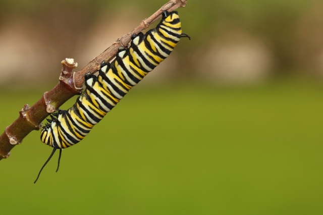 Monarch caterpillar, Danaus plexippus on milkweed at Texas A&amp;M University. April 2020. Photo by Joanie Mars.