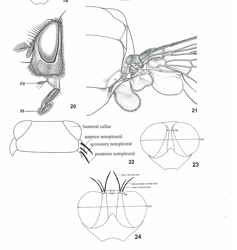 Diagram showing the complexity of insect keys. Showing a array of fly bristles and structures.