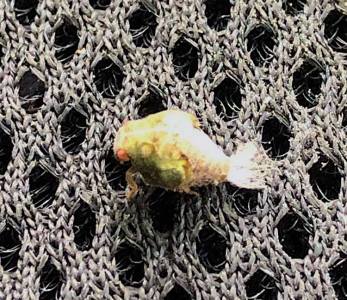 100063534_248678019536773_15960051227295744_n