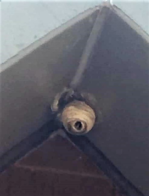 A large wasp nest build on the foundation of an older wasp nest 