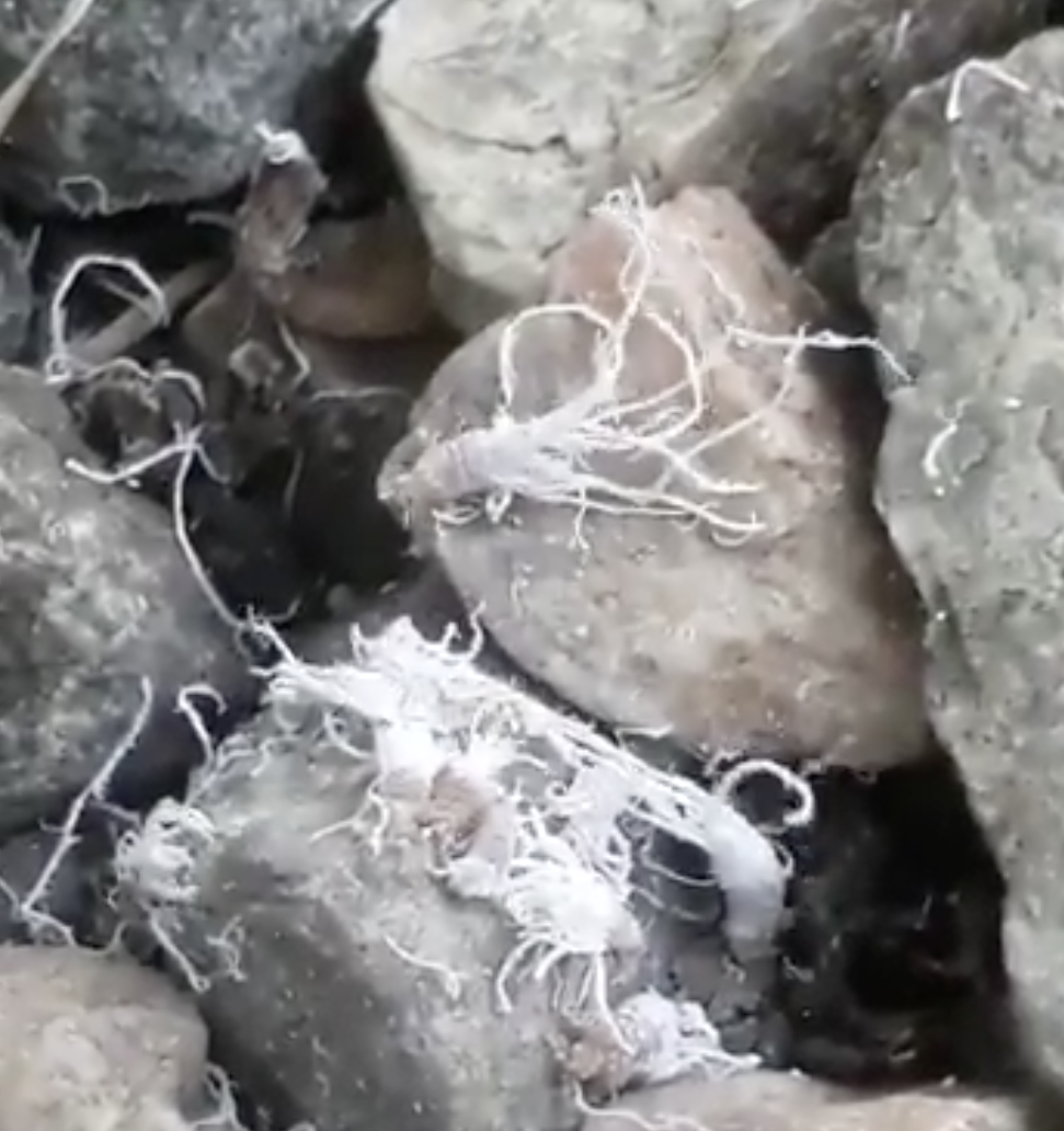 Screen Shot 2020-07-20 at 7.42.42 PM