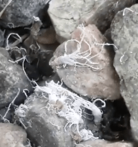 Screen Shot 2020-07-20 at 7.42.42 PM