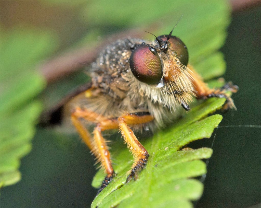 A robust, elongated fly in the family of the robber flies. With two giant burgundy eyes and his face and legs covered with hair, this robber fly shows just how fluffy insects can be.  