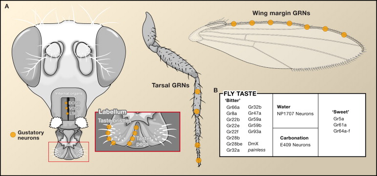 A "taste bud" map on a fly showing where taste receptors have been found. On the fly tongue, the fly legs, and the wing margin. 