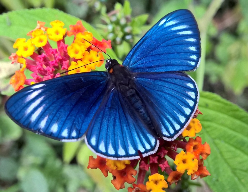 A stunning royal blue butterfly sips nectar from small yellow and pink flowers. 