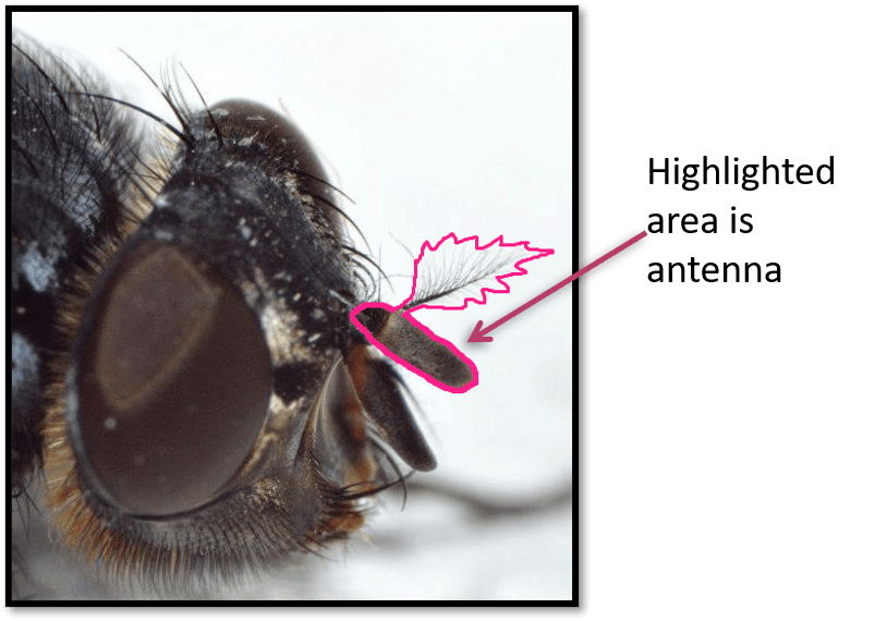 a fly head highlighting the branched antennae. A bulb shape with a thin hair sticking out covered in smaller finer hairs. 